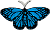 exclude-patch patch Blue Monarch Butterfly