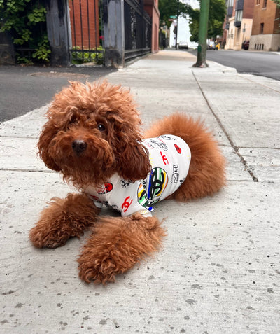 Lola + The Boys COCO puppy sweater